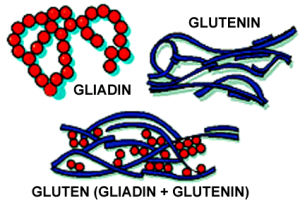 Qué es el gluten