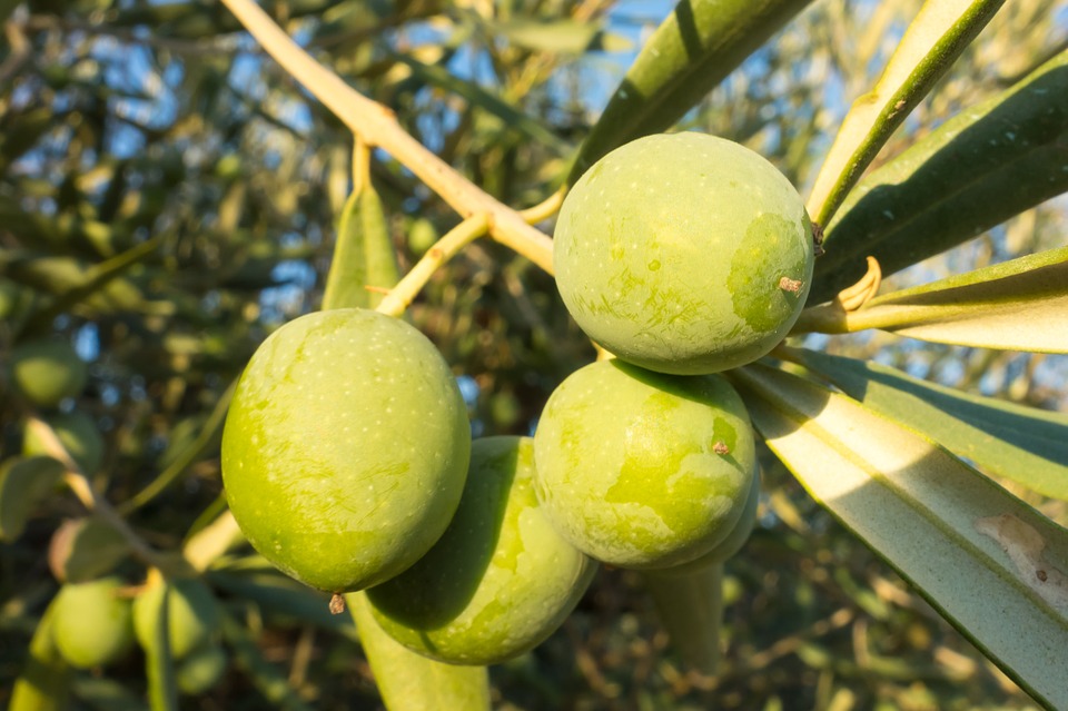 Harina de hueso de aceituna sin gluten